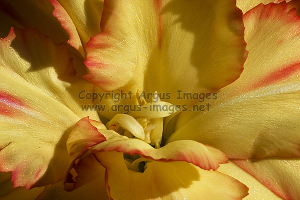 Carnation Heart
